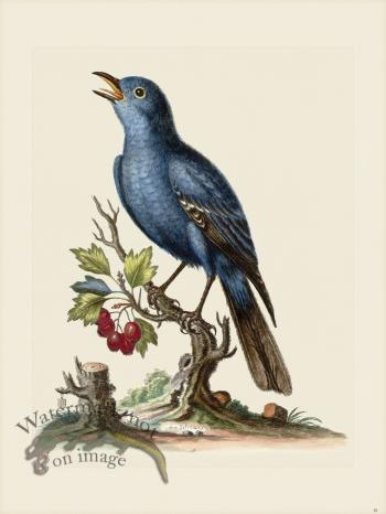 Edwards 018 Solitary Sparrow